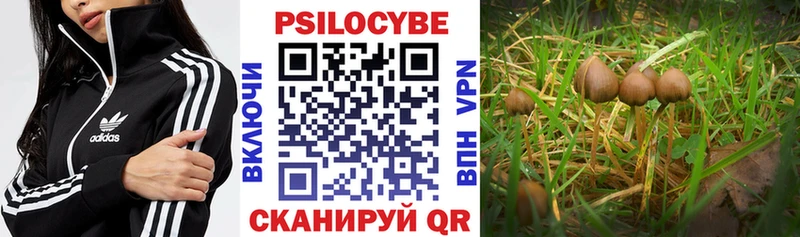 магазин продажи наркотиков  Петровск-Забайкальский  Псилоцибиновые грибы Magic Shrooms 